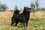 SCHIPPERKE